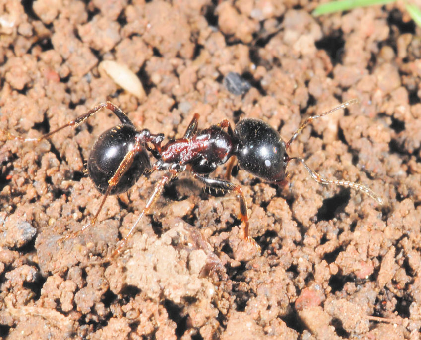 Messor wasmanni